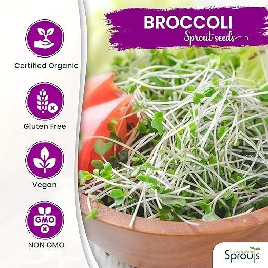 Organic Broccoli MICROGREEN Seeds | Heirloom | Non-GMO | Seeds for Sprouting