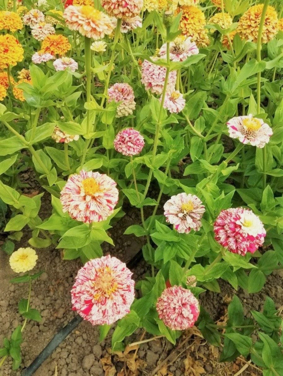 Peppermint Candy Stripe Zinnia | FRESH Seeds | Large Double Blooms | USA Seller