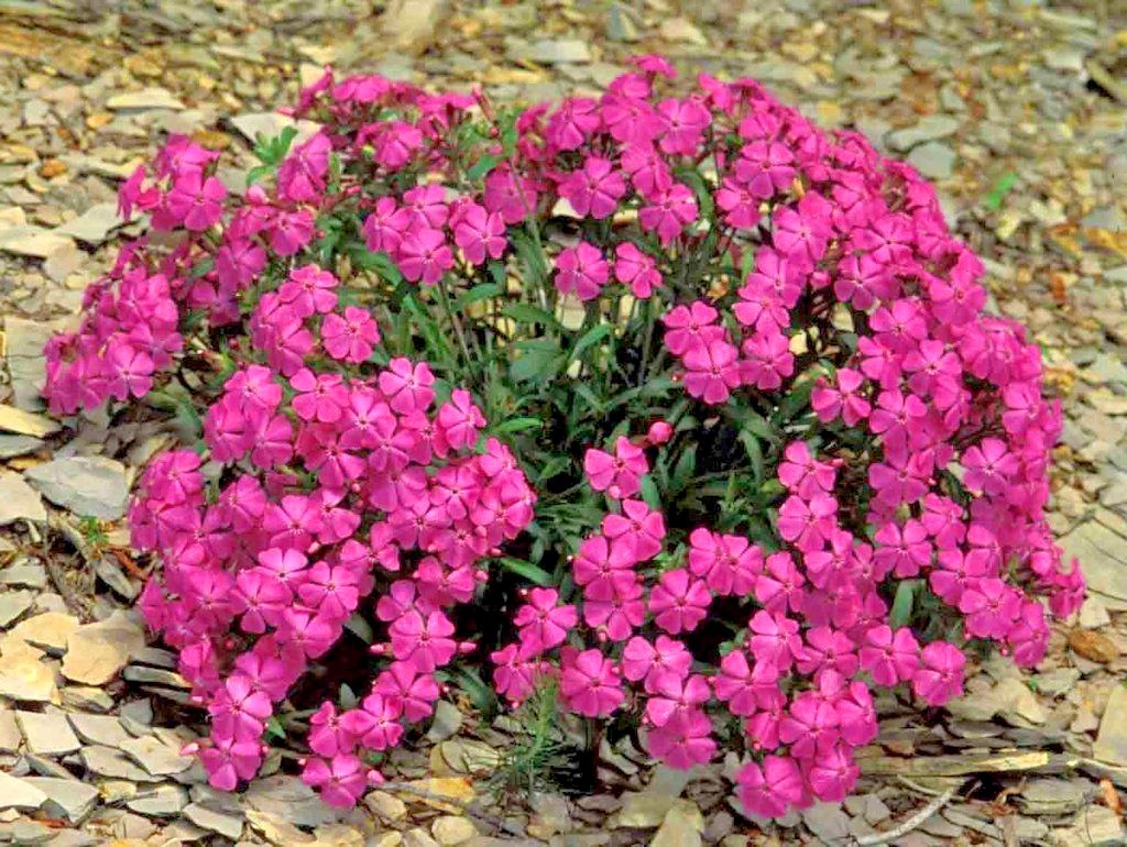 1000+CATCHFLY Flower Seeds None So Pretty Native Wildflower Patio Container Easy
