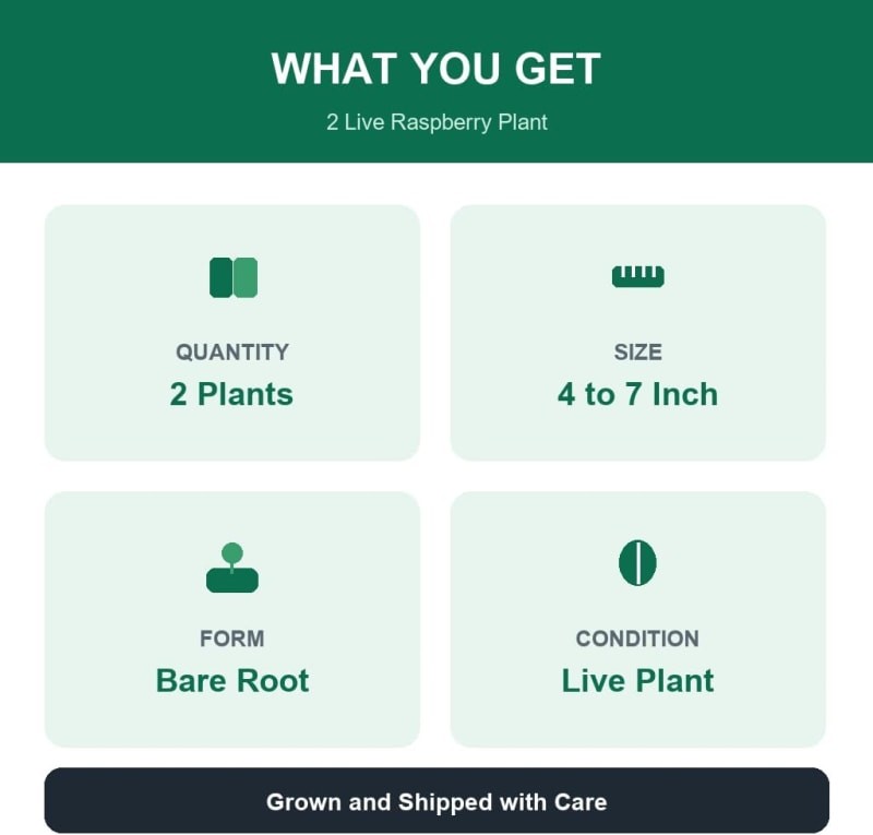 Raspberry Caroline Live Plants, 2-Pack – Full Sun, Fruit, USDA Zone 4-8, Outdoor