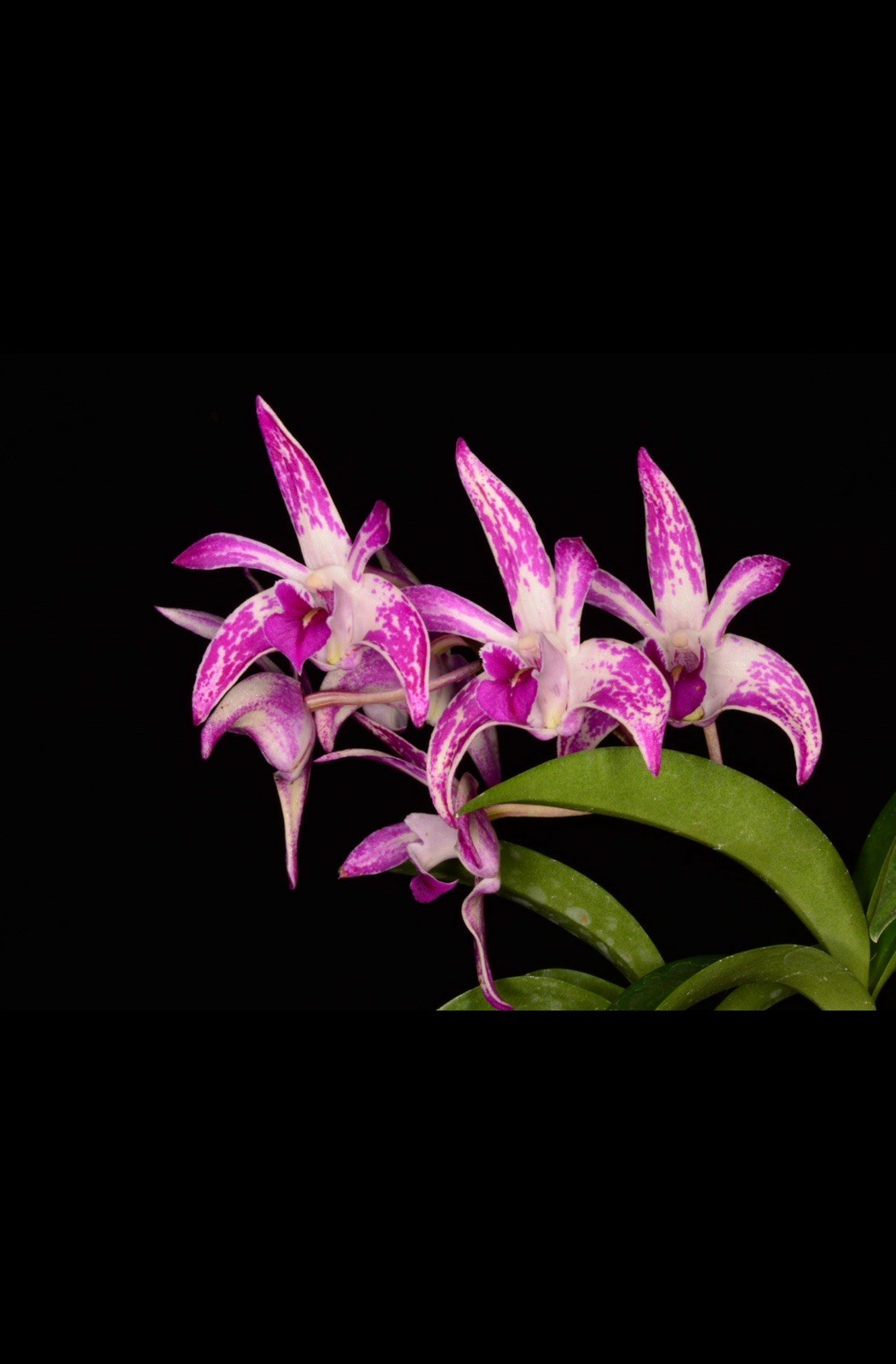 Orchid Hybrid Dendrobium ( Read Description For The Cross )