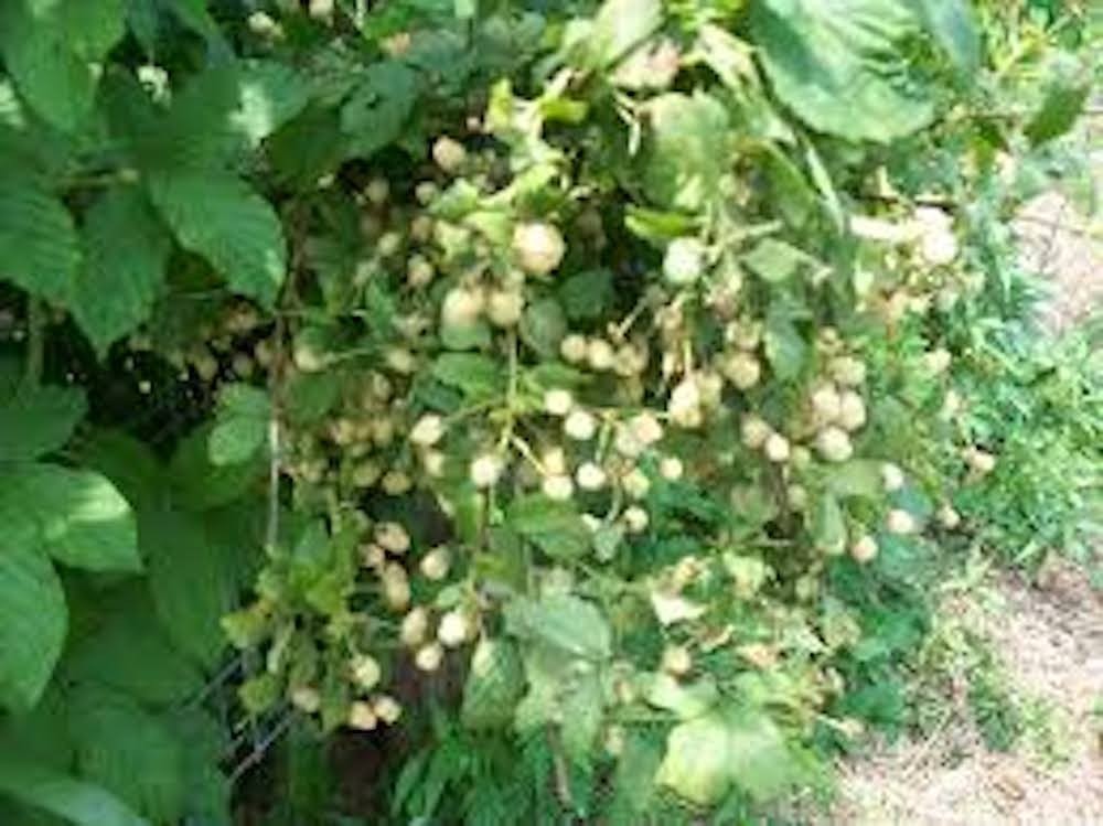 5 Snowbank Blackberry Rubus White Blackberry Starter Plug