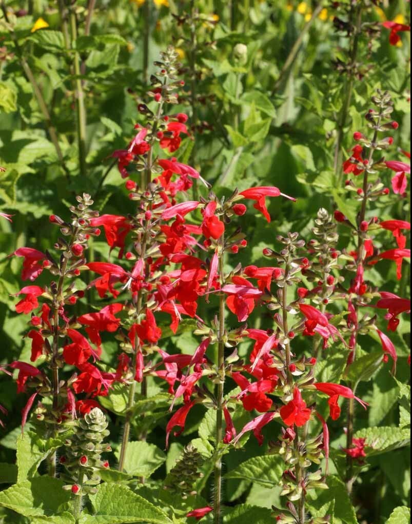 Sage RED SCARLET SALVIA Annual, Perennial Hummingbird Flowers Non-GMO 500 Seeds!