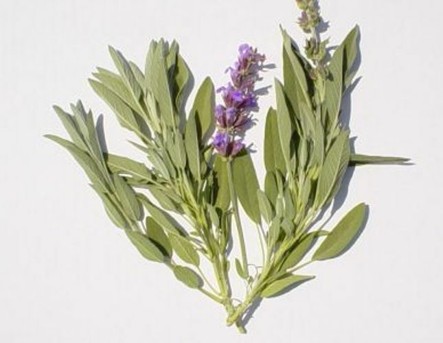 100+ Broadleaf Sage Seeds Heirloom NON-GMO, Always Fresh Seeds for Your Garden