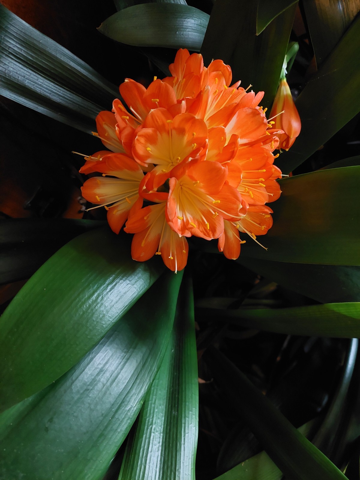 Clivia Miniata Broadleaf Belgian, 5y old, no flower, USA seller