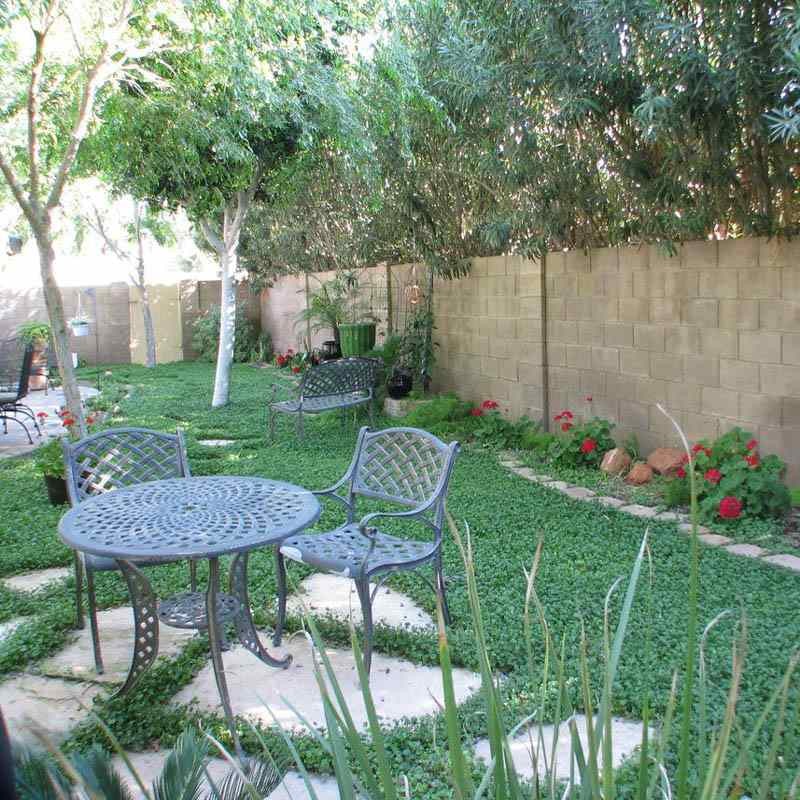 25 LBS Miniclover Seed For Planting No Mow Drought Tolerant Clover Lawns