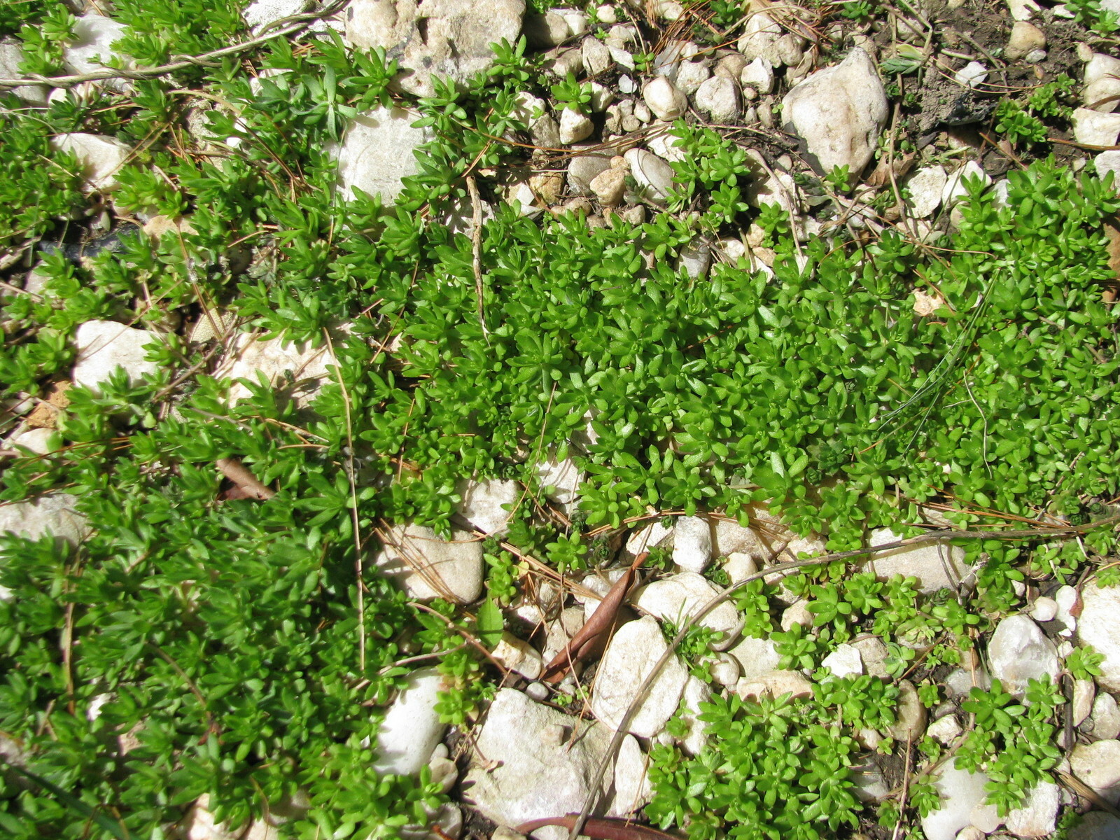 Creeping Sedum cuttings Groundcover Perennial 49 plants 1 “