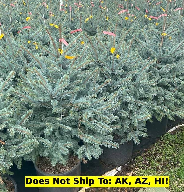 Fat Albert Colorado Blue Spruce Tree in 1GalPot Outdoor Evergreen Deer Resistant
