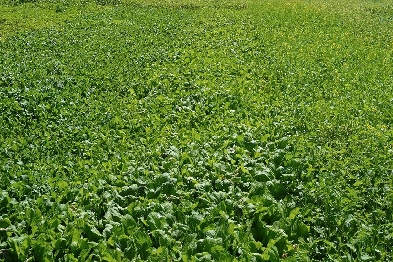 Mustard Greens Seeds, Florida Broadleaf Mustard Green Seeds,”COOL BEANS N SPROU
