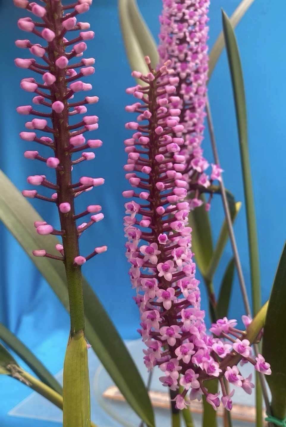 Arpophyllum giganteum Orchid Purple BS Mexican Species 5.5” Pot New Division