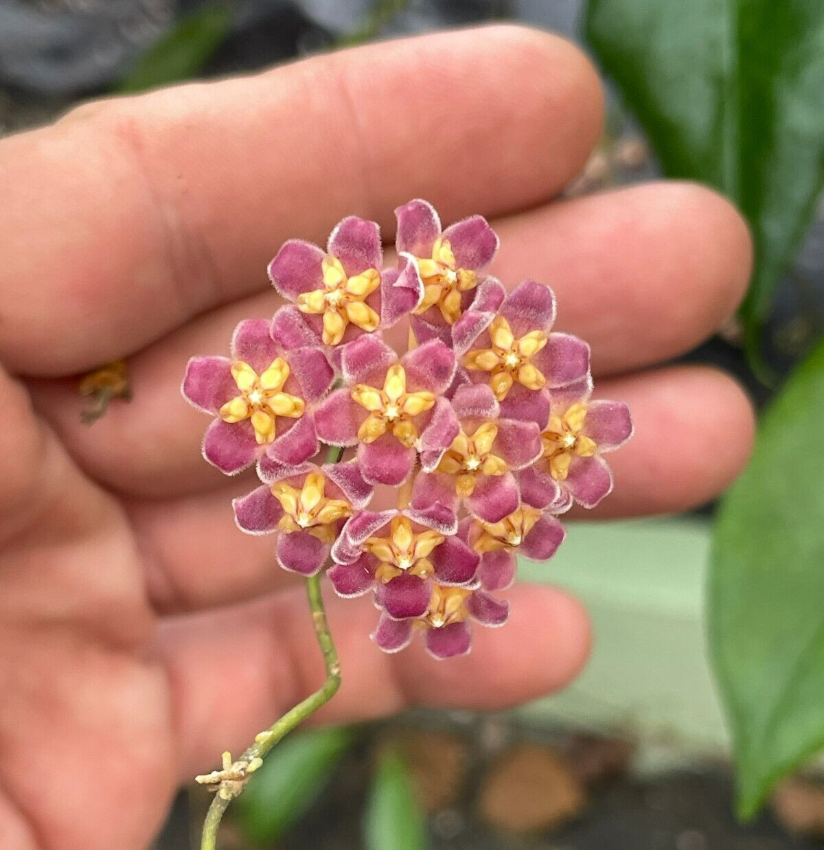 Hoya Davidcummingii Fully Rooted – Super Healthy! Grown In 3.5″