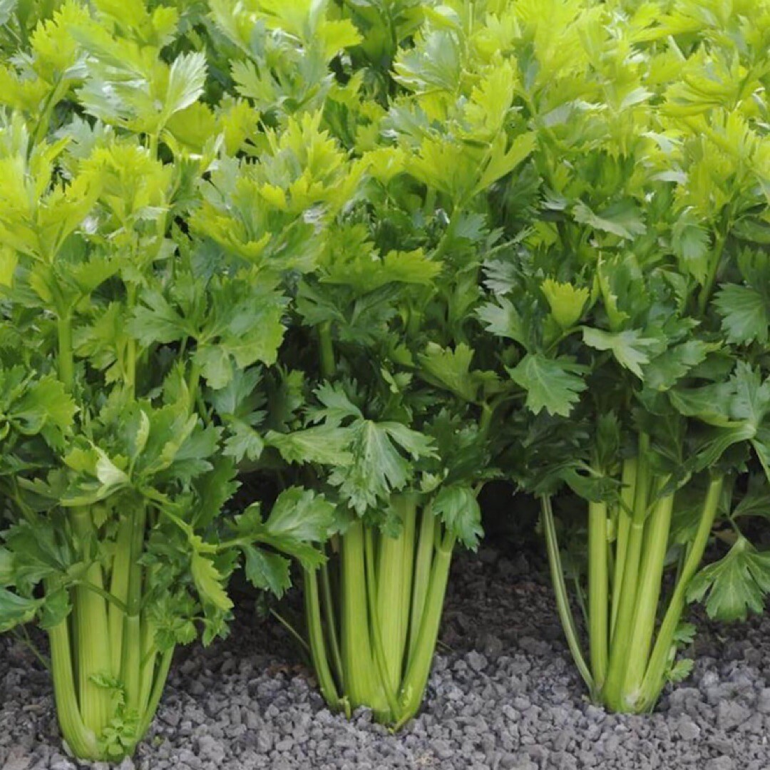 2000+ Celery Seeds – Tall Utah – NON-GMO, HEIRLOOM Garden Vegetable Seeds USA