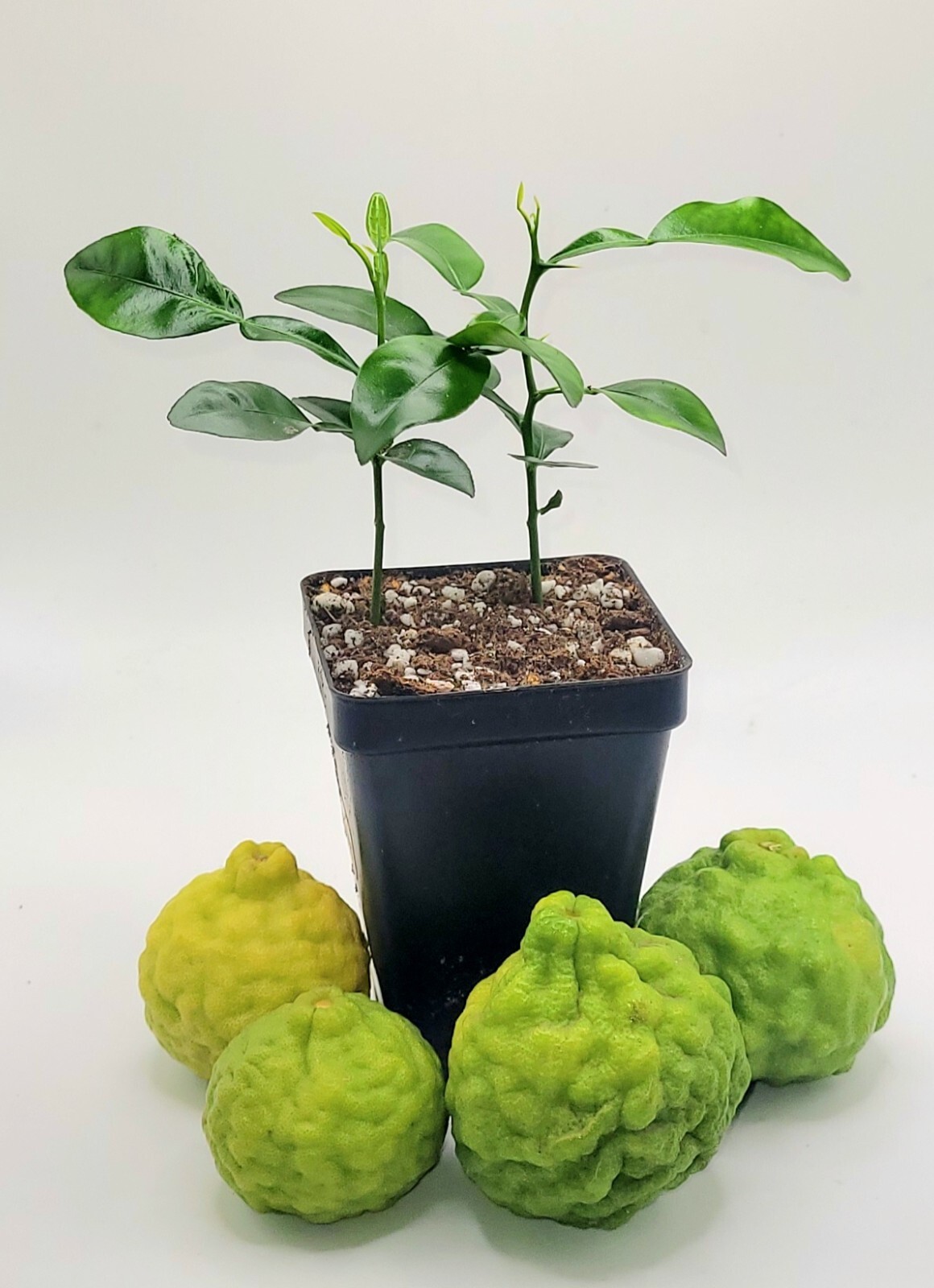 Pot of 2 healthy kaffir lime plants, 2-4 inches tall.