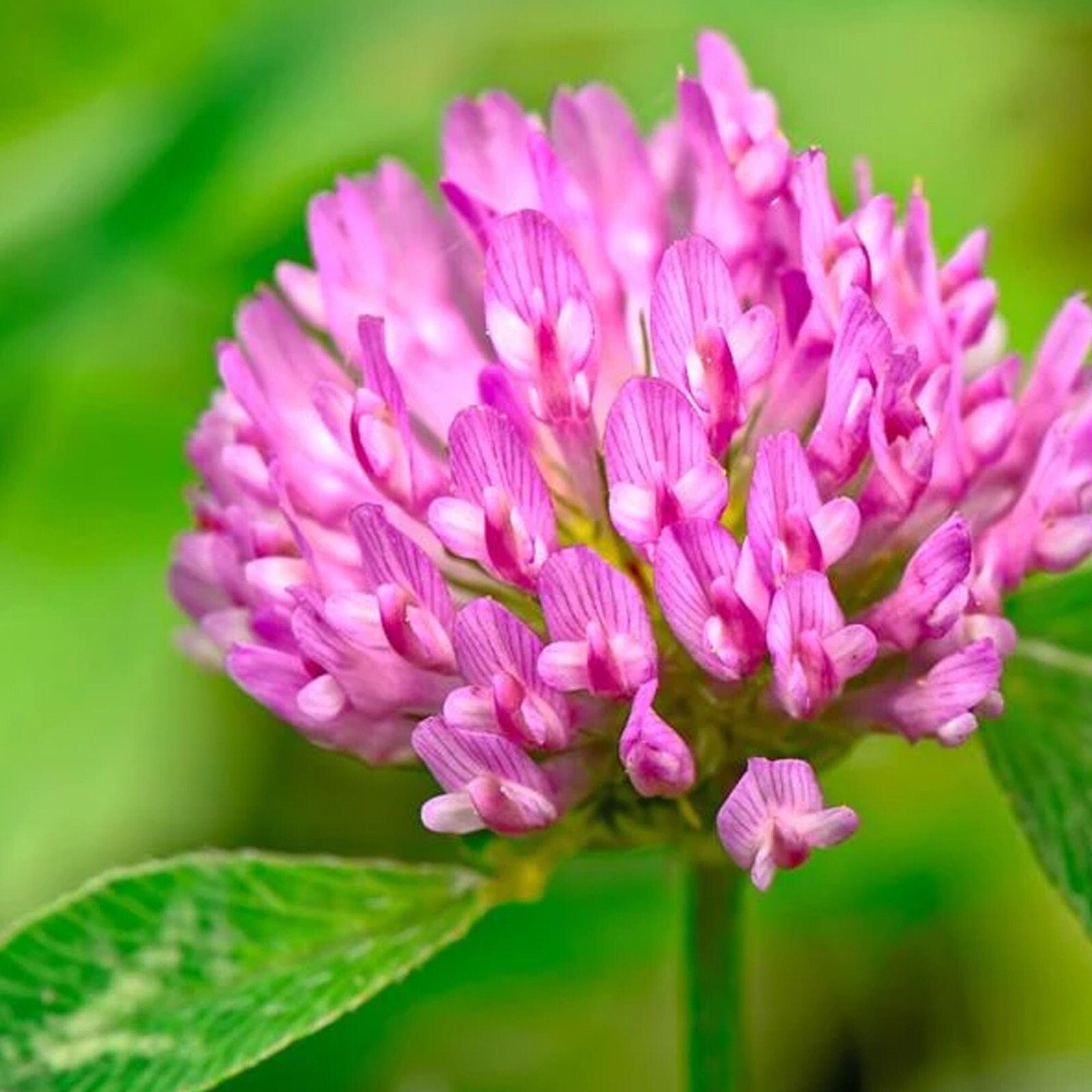 Medium Red Clover Seed – NON-GMO Heirloom Cover Crop & Pasture