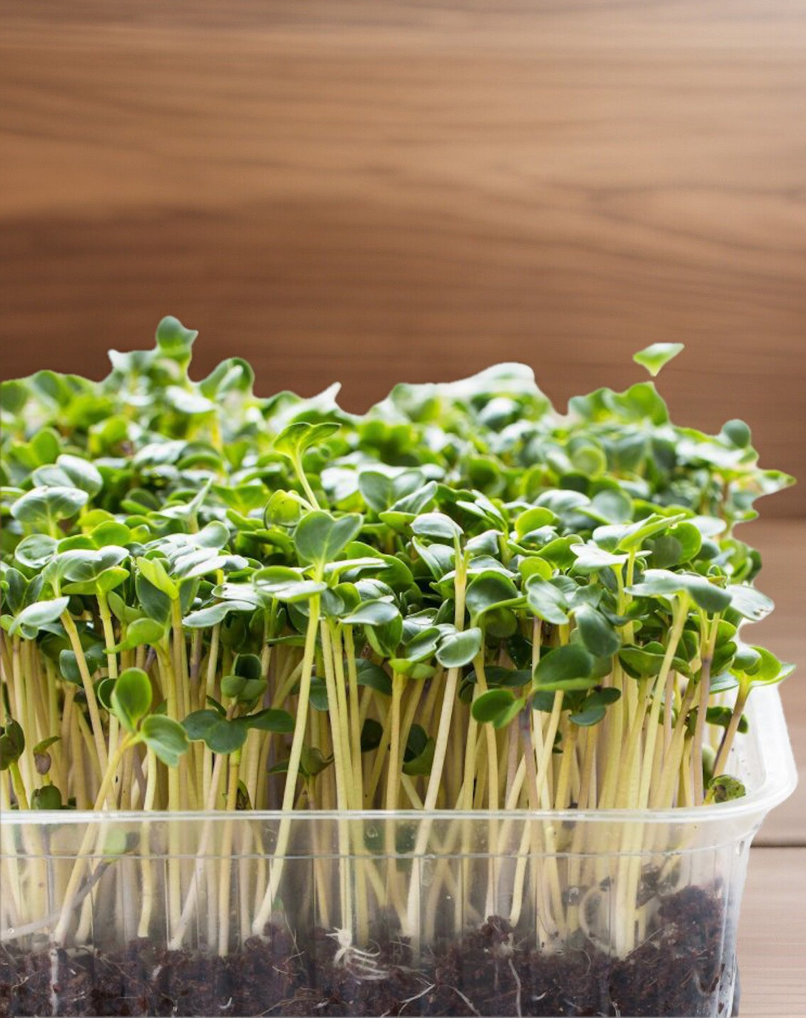 Organic non-GMO Waltham 29 Broccoli Seeds Sprouting Sprouts Microgreens 1 pound