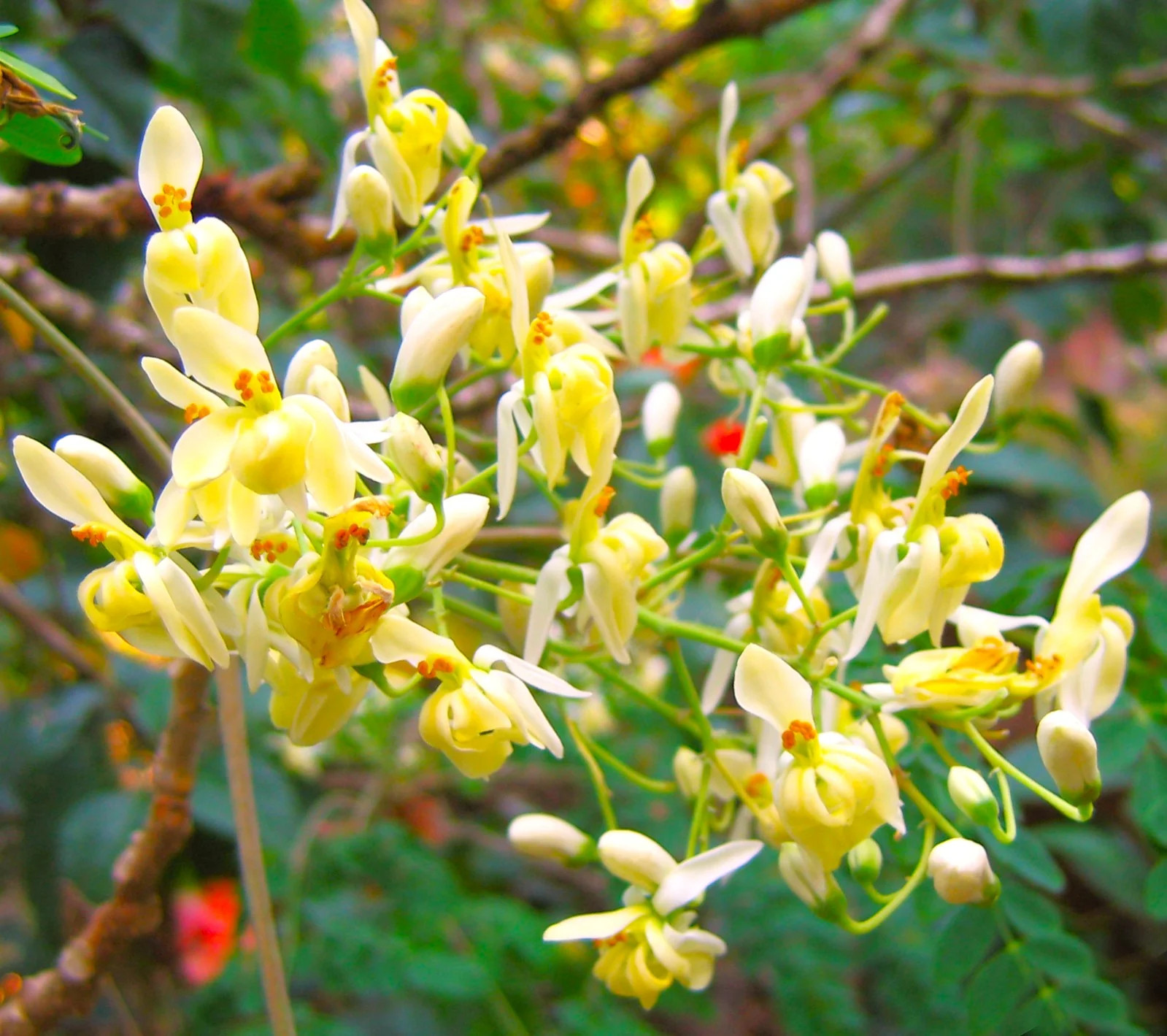 Moringa Tree Seeds | M. Oleifera Drumstick Horseradish Pods Indian Seeds 2025