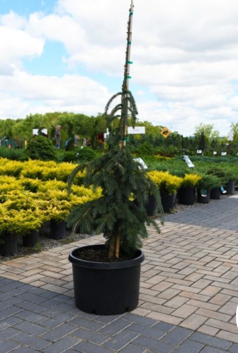 Weeping White Spruce Tree 1-2ft H Outdoor Evergreen Tree Deer Resistant Plant