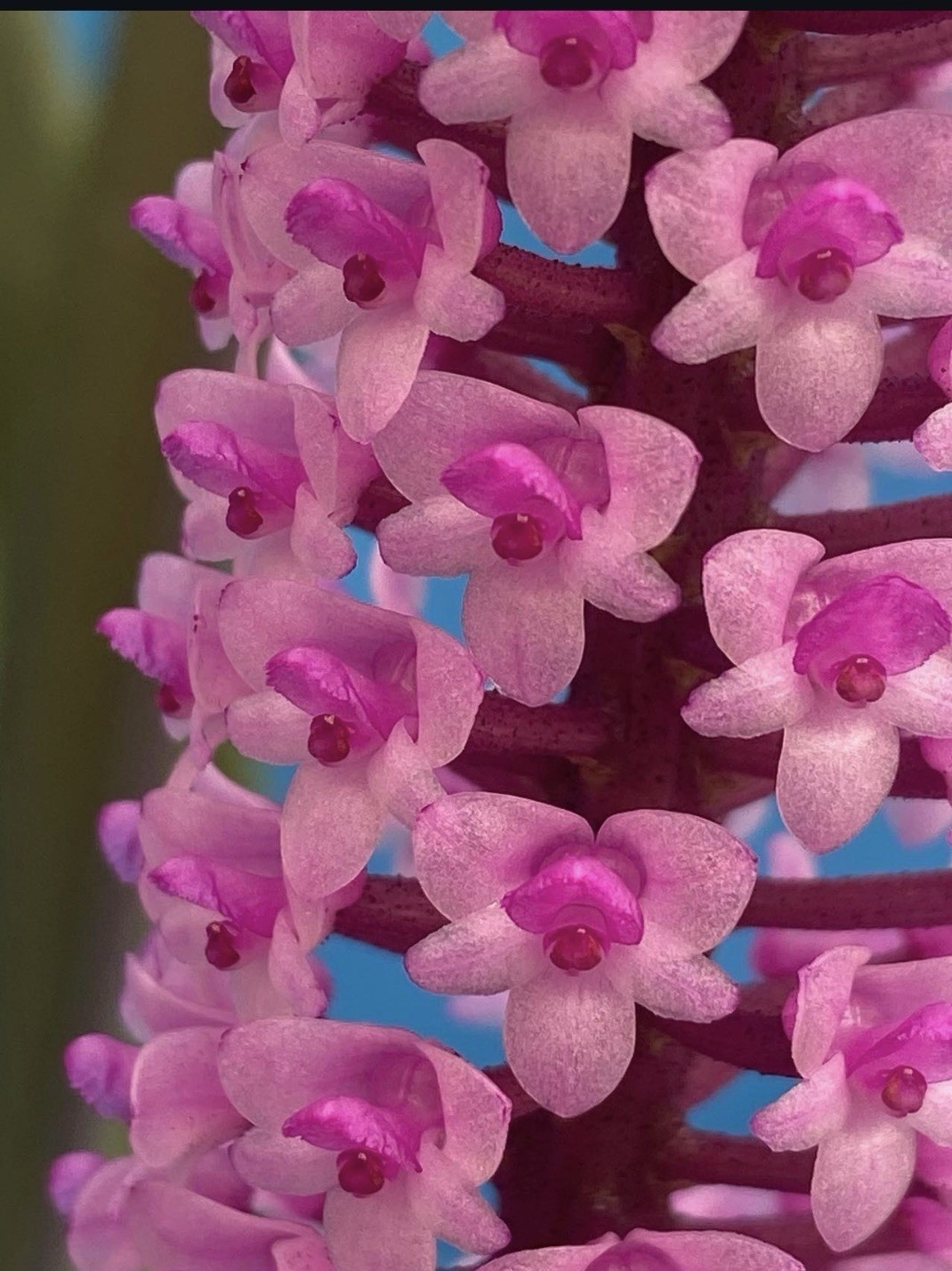 Arpophyllum giganteum Orchid Purple BS Mexican Species 5.5” Pot New Division