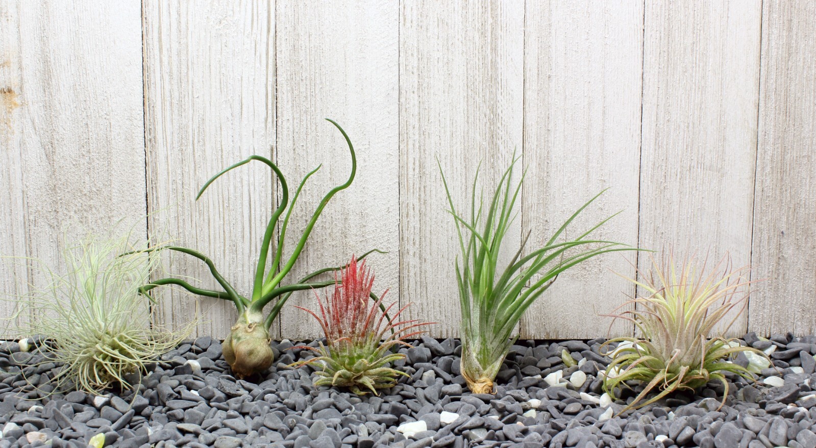 5 Pack Assorted Live Tillandsia Air Plants – Low Maintenance – Exotic Variety