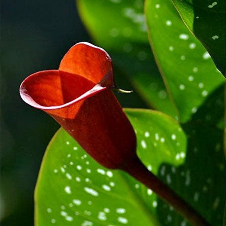 Luscious Calla Red Lily Emotion Clumps Of Upright Spotted Foliage 14/16 Cm Bulb