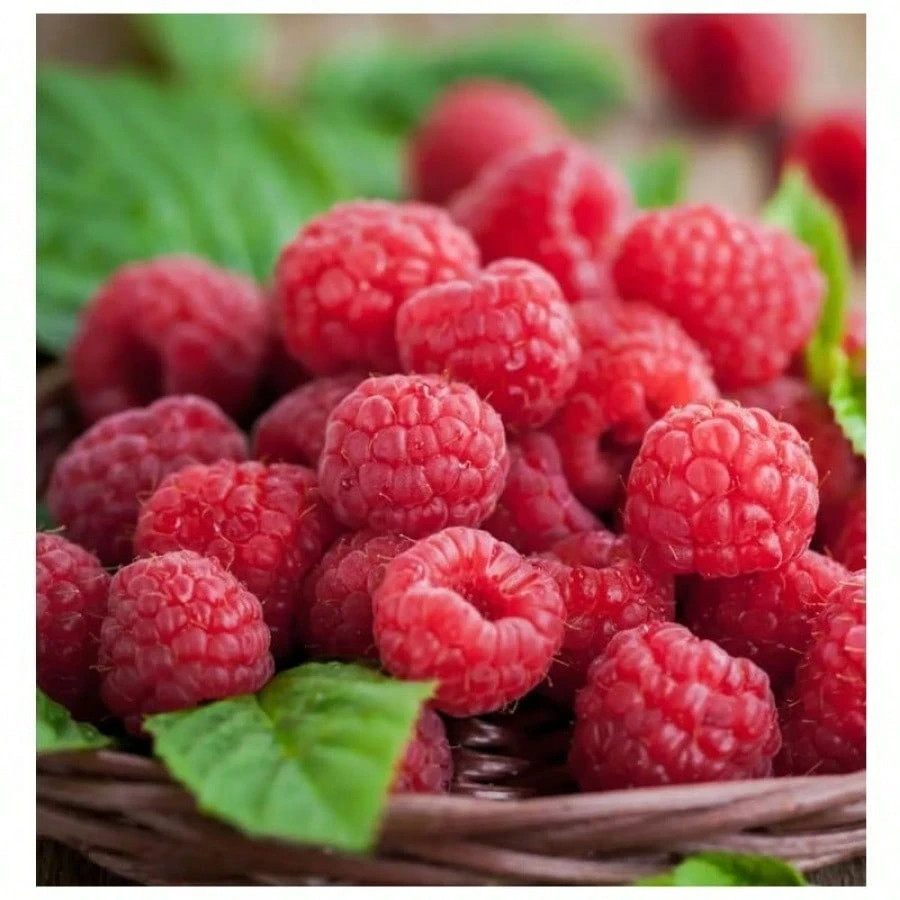 1000+ Mixed Fruit Seeds Berry Seeds for Planting Home Garden Outdoor Berry Seeds