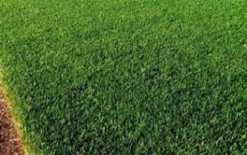 New CONTRACTOR’S MIX GRASS SEED Kentucky 31 Ryegrass Quick Germination Full Sun