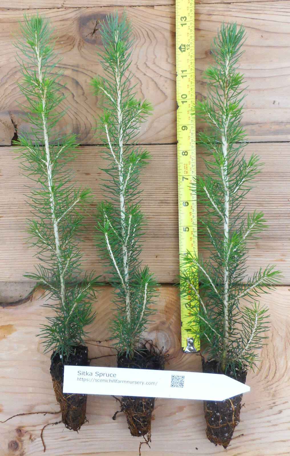 Sitka Spruce (Picea sitchensis) – Windbreak, Timber, Landscape or Wildlife Tree