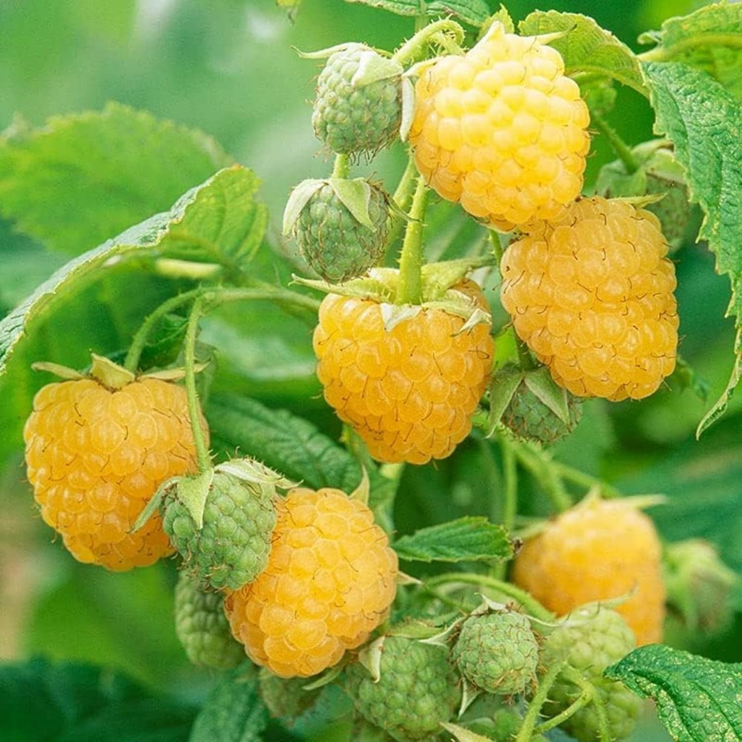 600+ Mix Color Raspberry Seeds for Planting – Non-Gmo Heirloom Fruit Seed for Ho