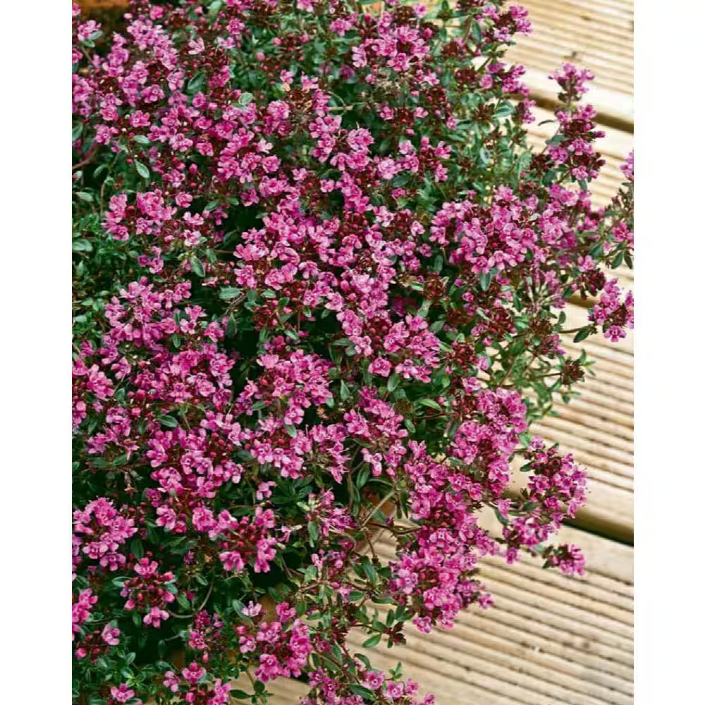 1 Gal. Red Creeping Thyme (Thymus Praecox) Live Flowering Full Sun Perennial Gro