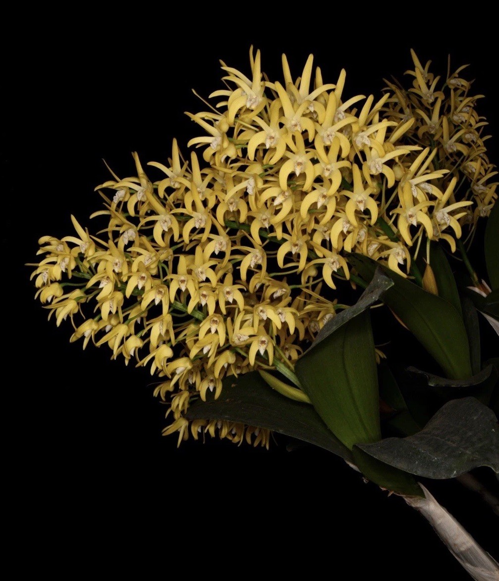 Orchid Hybrid Dendrobium ( Read Description For The Cross )
