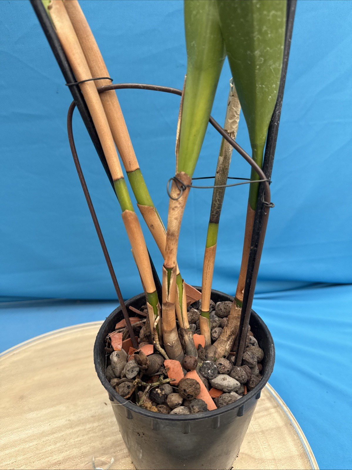 Arpophyllum giganteum Orchid Purple BS Mexican Species 5.5” Pot New Division