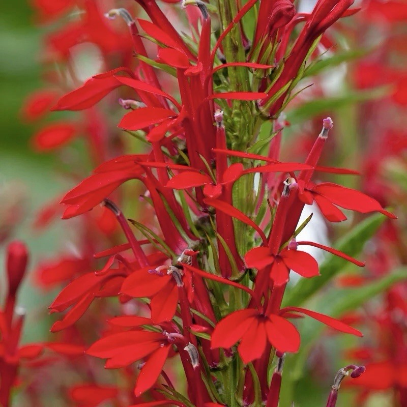 300+ CARDINAL FLOWER SEEDS (Lobelia cardinalis) Hummingbird Plant Perennial USA