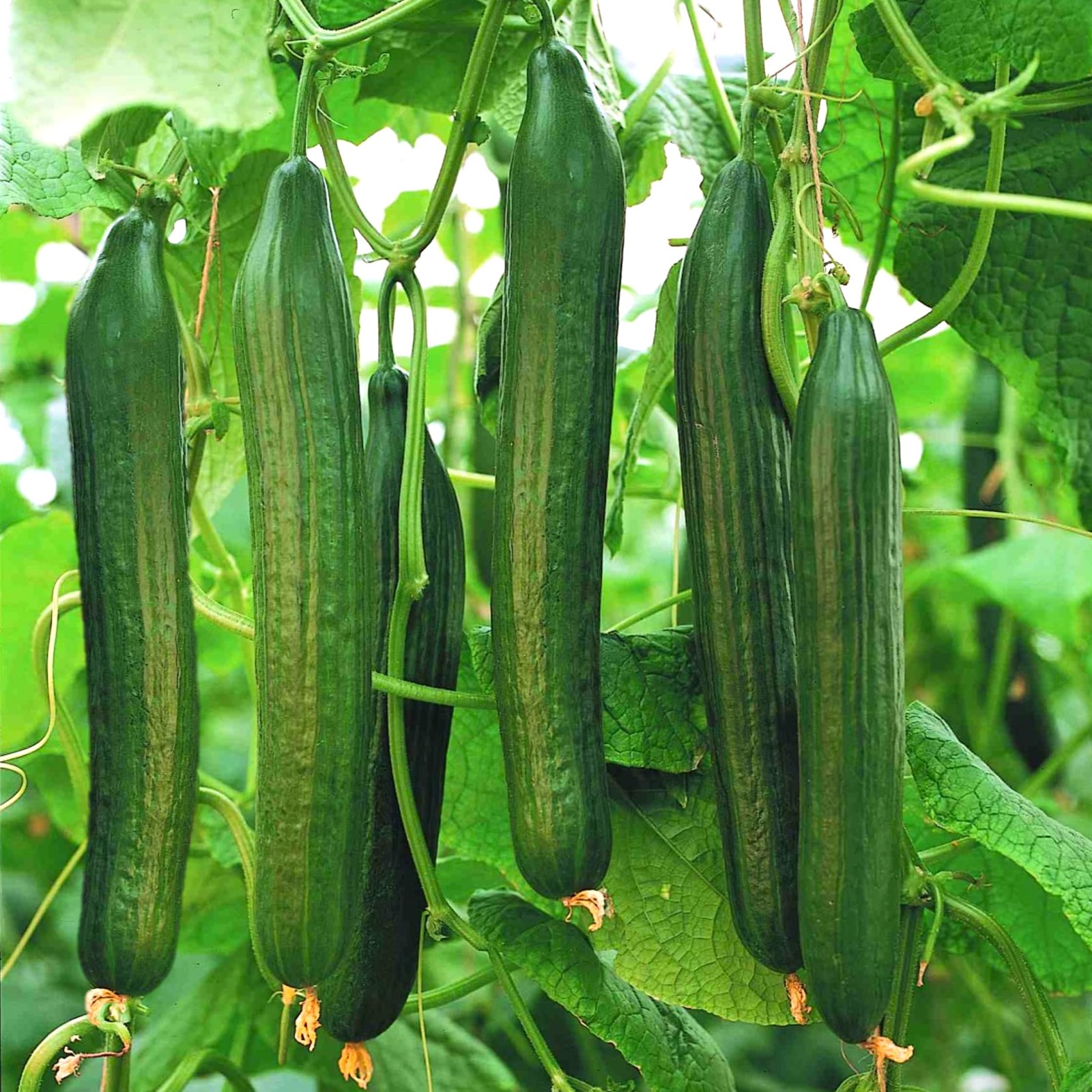 TomorrowSeeds English Telegraph Improved Burpless Cucumber English Cucumber …