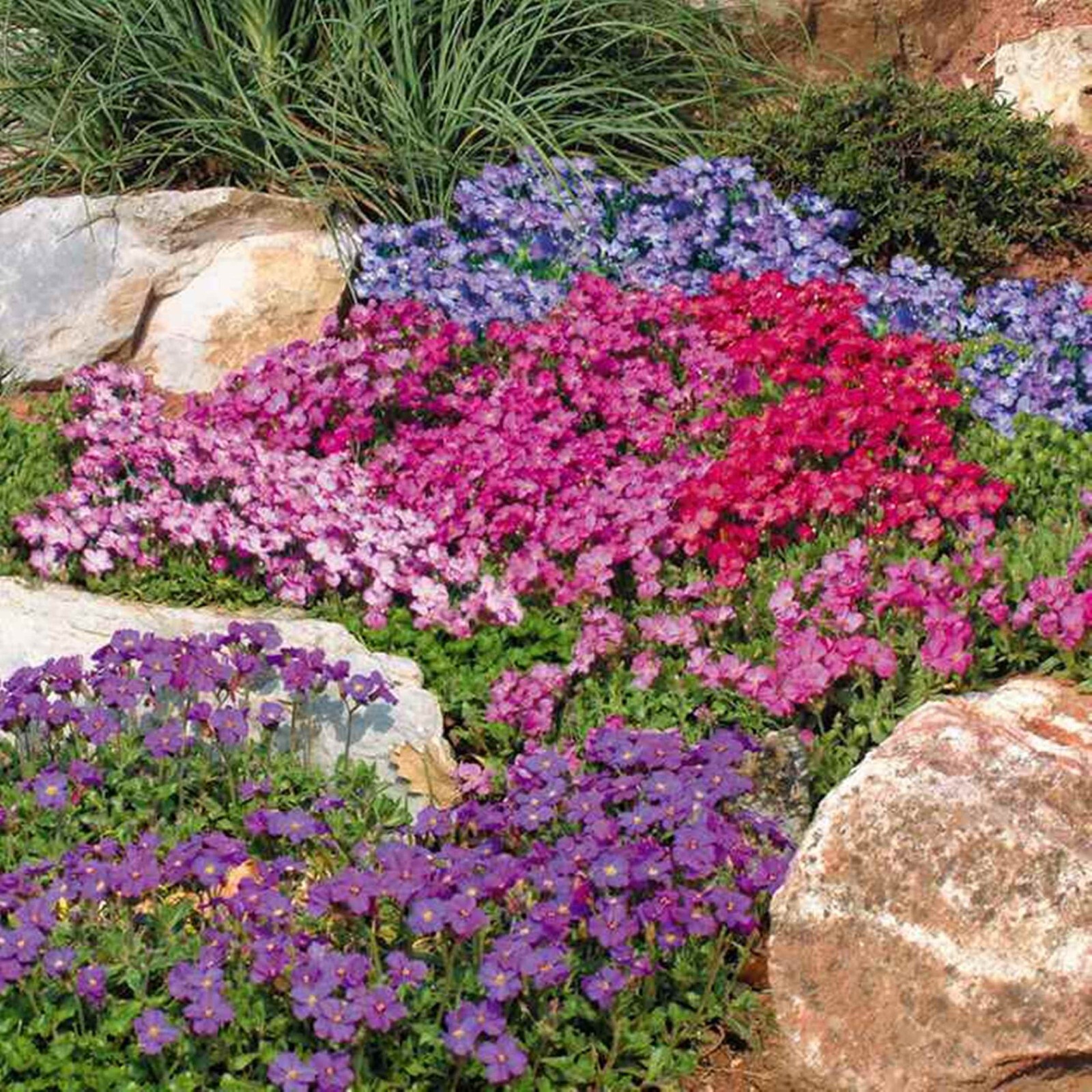 Rock Cress Cascading Mix * 50 Seeds – Great for stone walls! – Aubrieta Hybrida