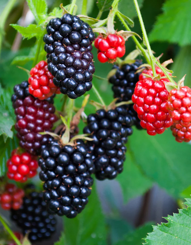 3 Apache Thornless Blackberry Starter Plug Rubus fruticosus