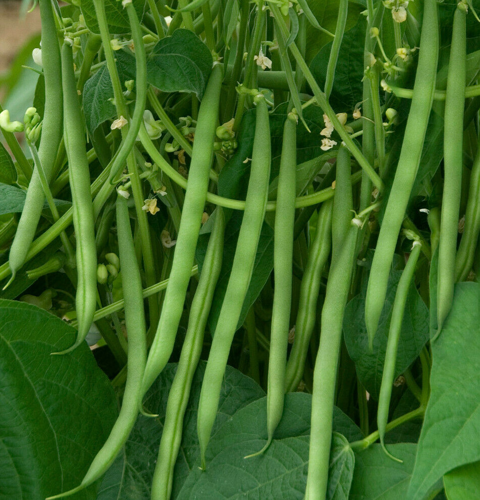 Contender Green Bean Seeds | Non GMO USA Stringless Bush Vegetable Seed New 2024