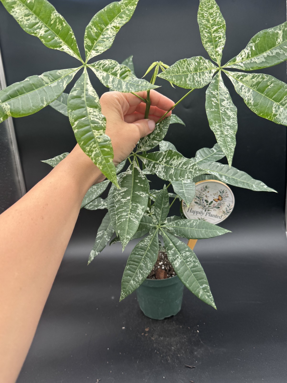 Variegated Money Tree – 4″ Pot – Exact Plant – 1 Available – Free Shipping
