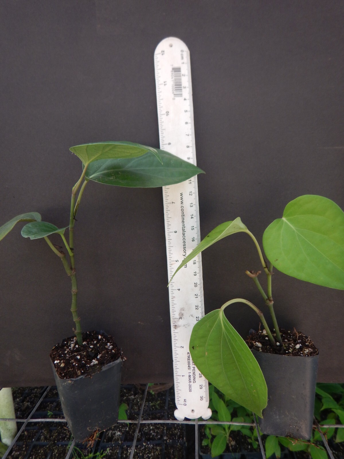 ~~BLACK PEPPER~~Piper nigrum~~Live STARTER Plant~~USA Seller~~