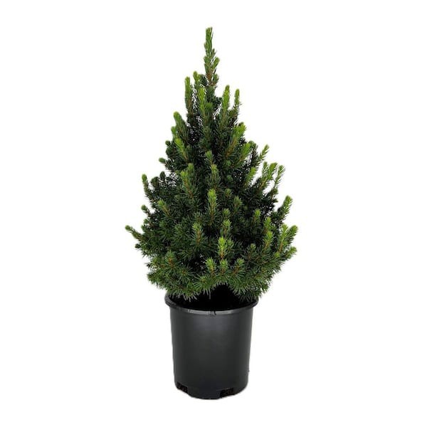 Dwarf Alberta Spruce Live Evergreen Tree 2.5 Qt Picea Glauca Deer Resistant Plan