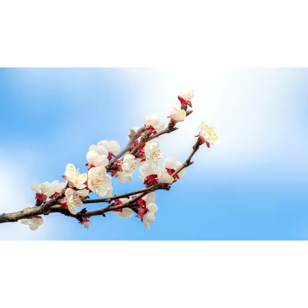 Dwarf Moorpark Apricot Tree – Largest and Sweetest Apricots (Bare-Root, 3 Ft. to