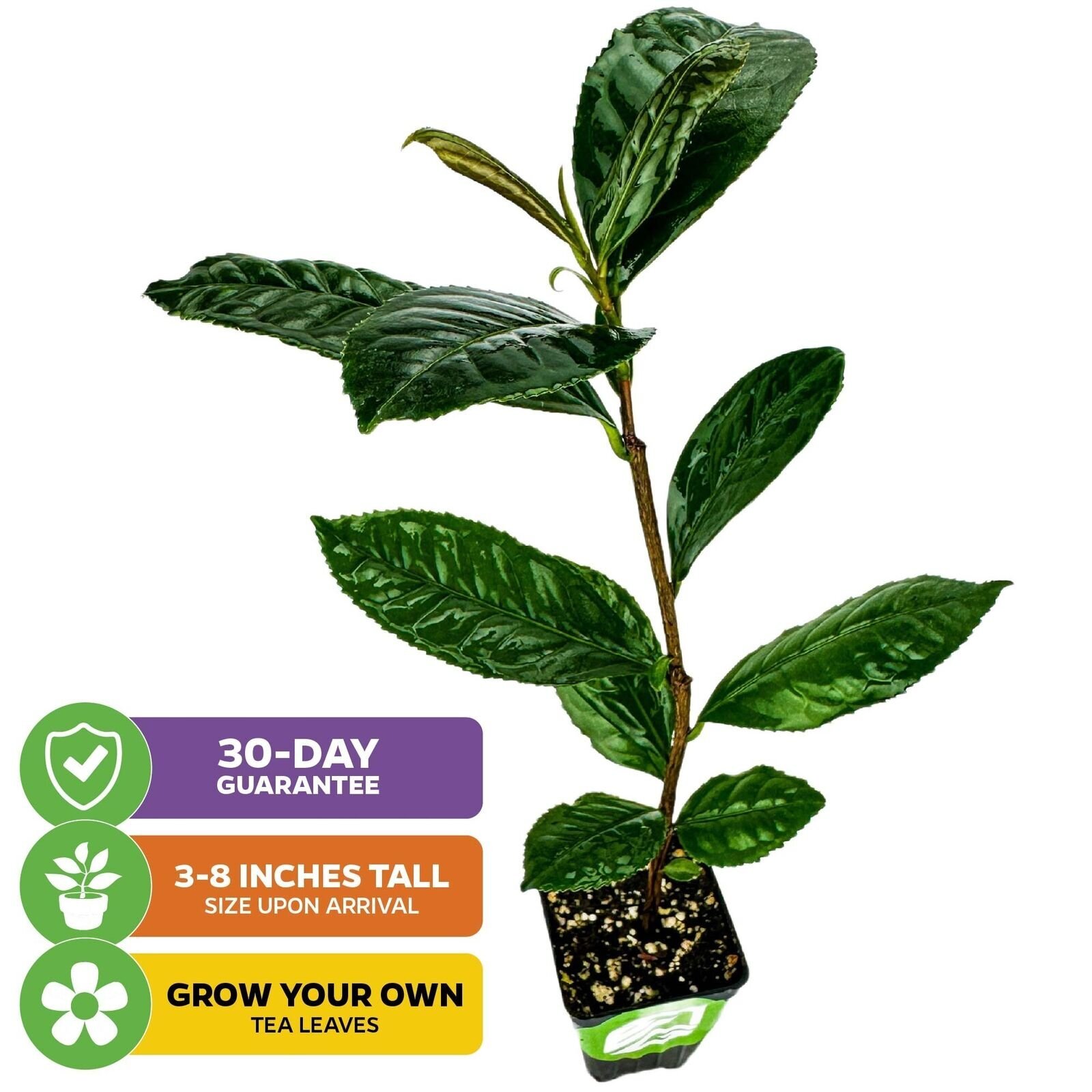 Tea Plant (Green Tea) – Camellia sinensis – Live Plant