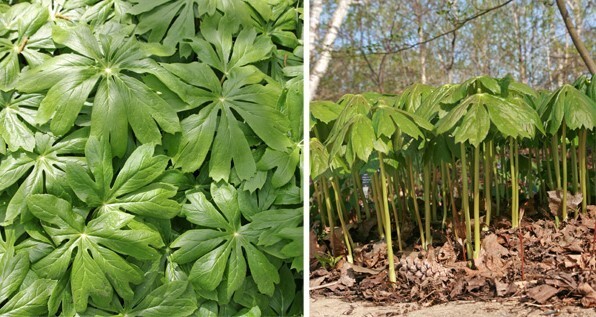 Mayapple – American Mandrake Perennial 50 Plants Bare Root Live Garden Plant