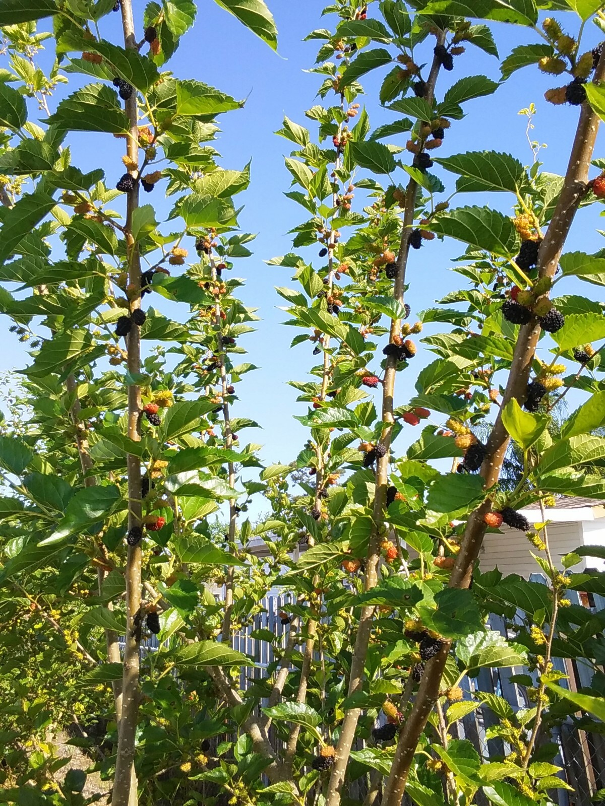 2 Live Rooted Red Black Mulberry Tree 10-14″Organic Fruit & Leaves Edible