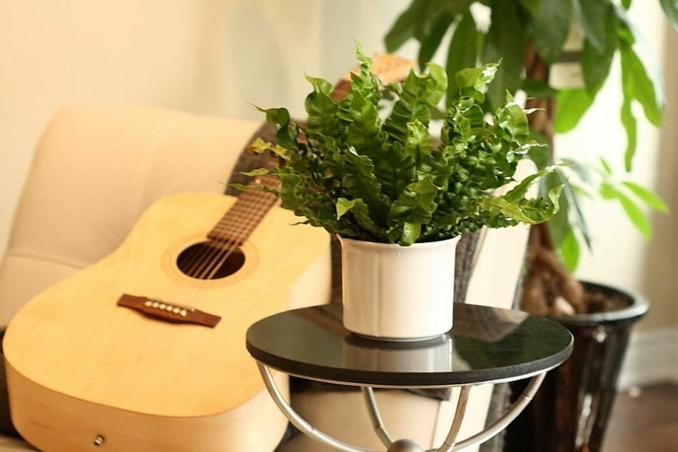 Asplenium Wave Crispy Fern Clean Air Machine Easy Grow House Live Plant 2.5″ Pot