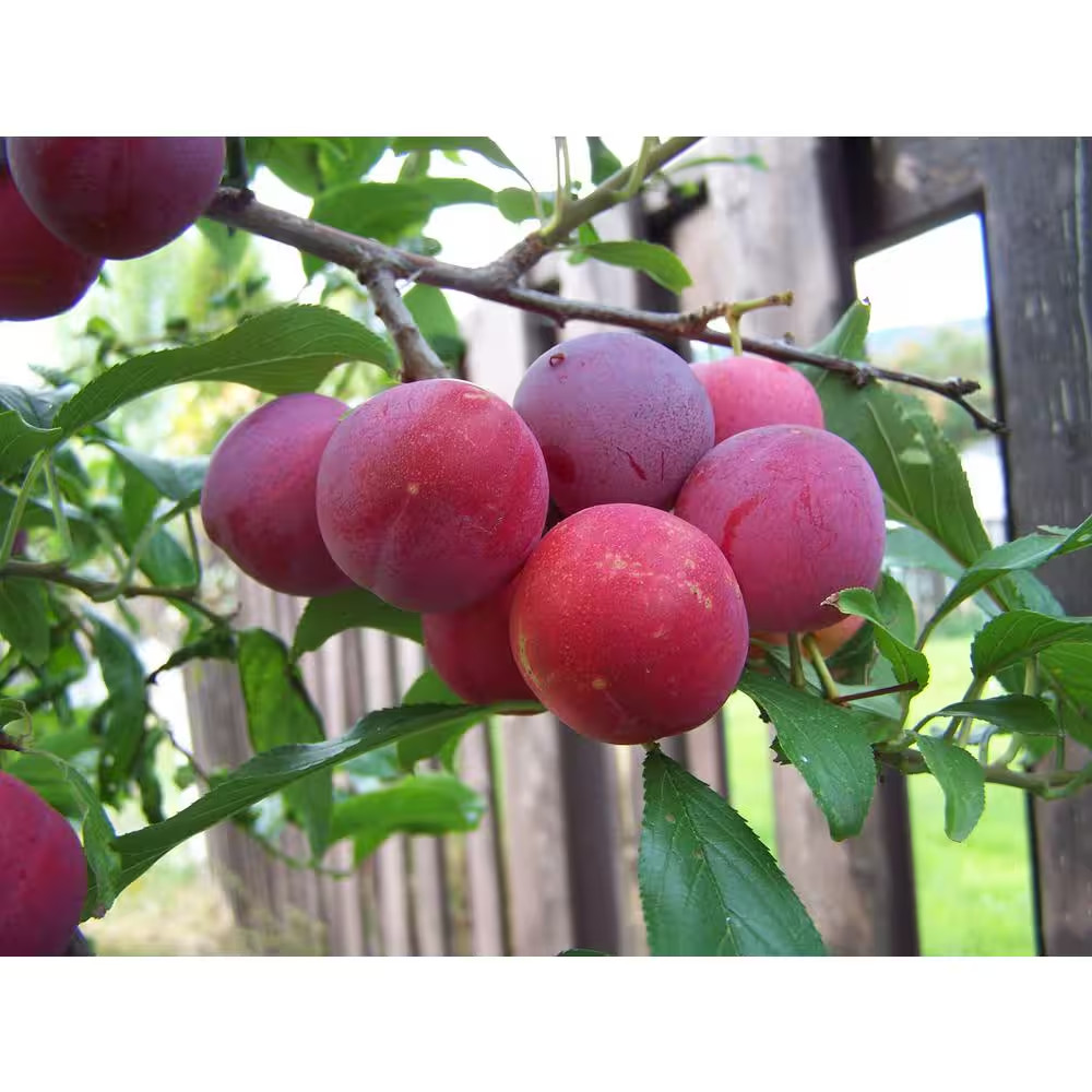 3 Ft. Bubblegum ‘Toka’ Plum Tree Free Shipping