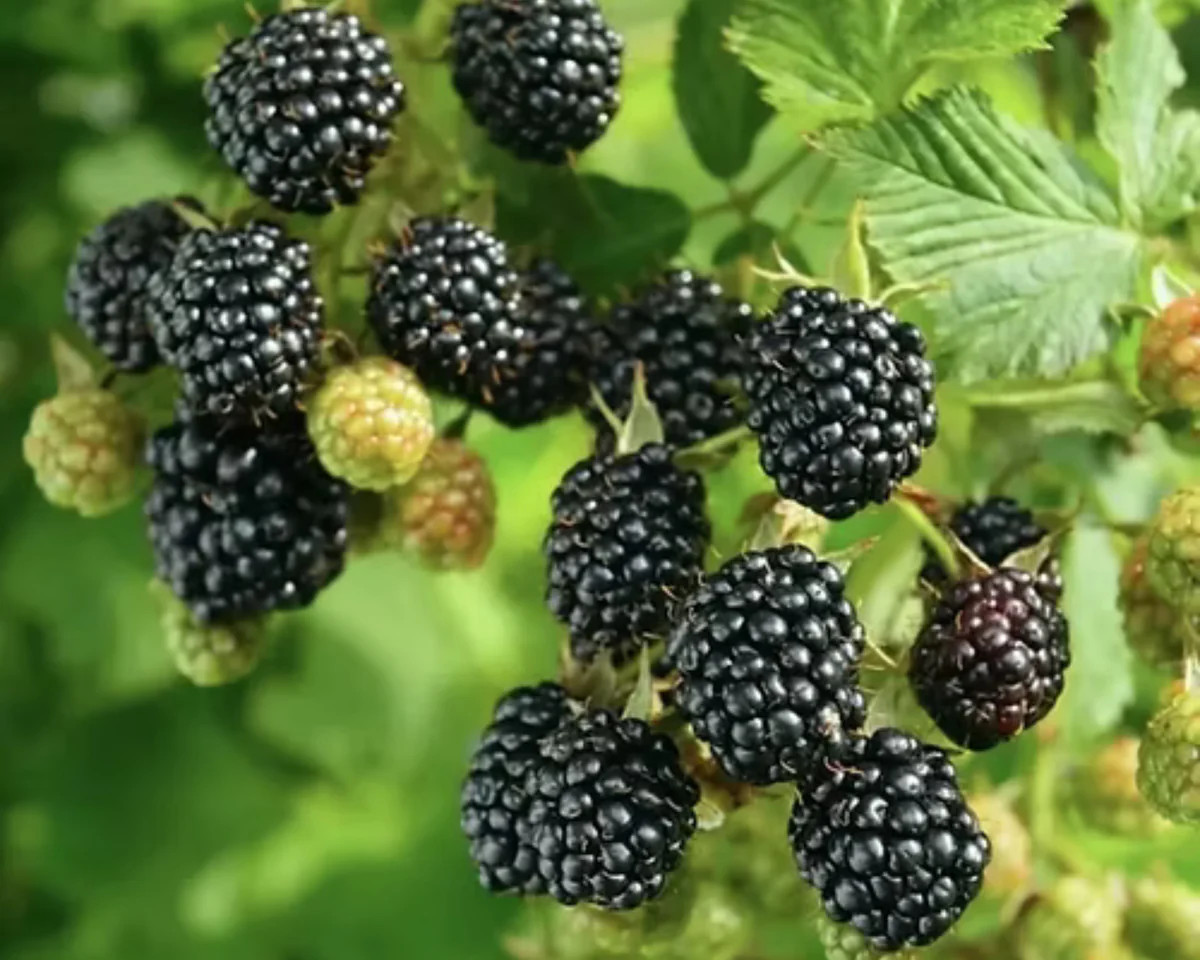 1 Ponca Blackberry – Thornless Rubus fruticosus – Starter Plugs