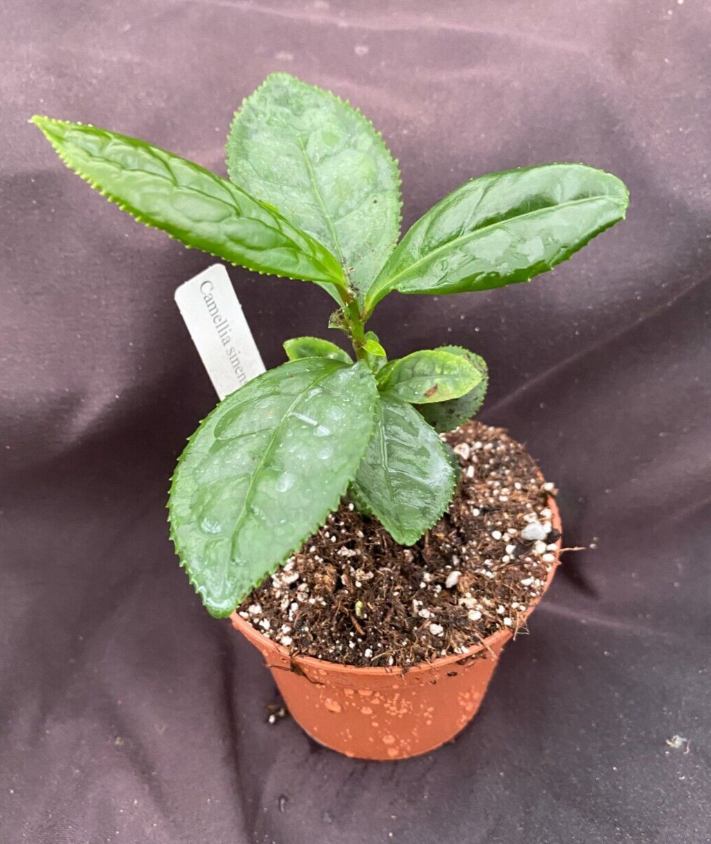 Camellia sinensis, Tea Tree, Grow Your Own Tea, Rooted Plant Shipped in 3″ Pot