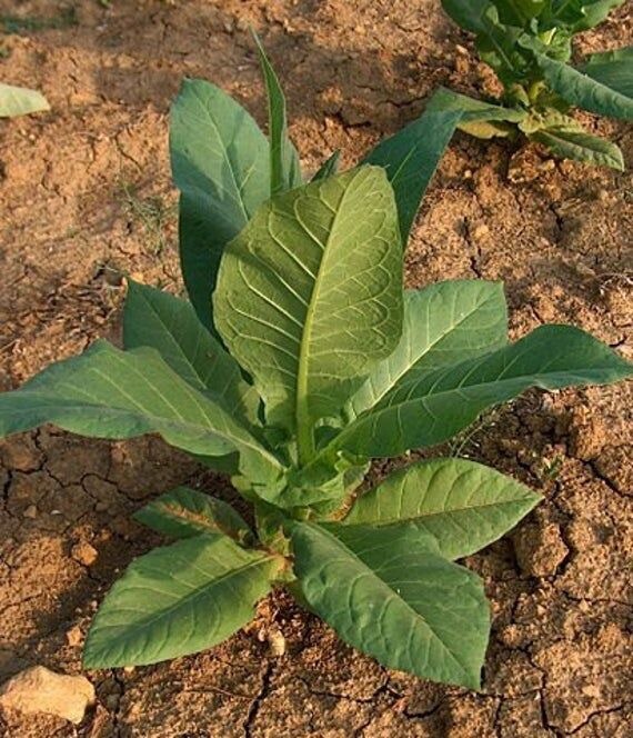 100 Virginia Gold Tobacco Seeds Organic Non Gmo Pesticide Free Heirloom Easy