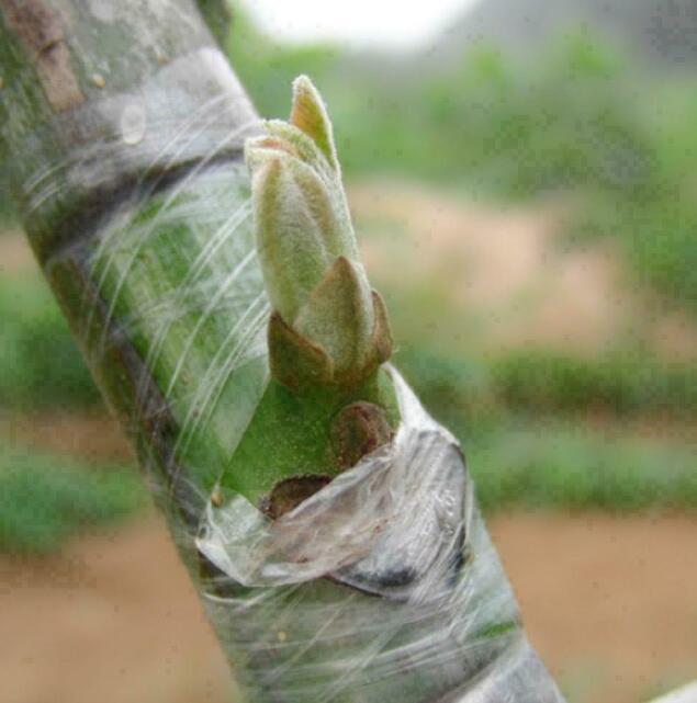 360ft Grafting Tape Garden Tree Seedling Self-adhesive Stretchable Pruning