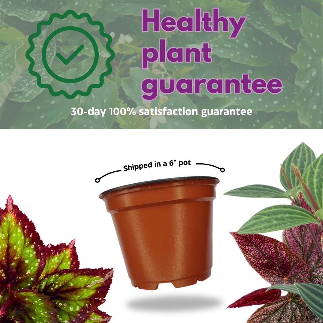 Harmony’s Red Robin Begonia Rex in a 6 inch Metallic Red Black Holographic